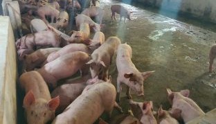 CÁC LOẠI VẮC XIN PCV2 VÀ ƯU ĐIỂM CỦA SUIGEN PCV2 - VẮC XIN ĐẦU TIÊN DỰA TRÊN KIỂU GEN PCV2d